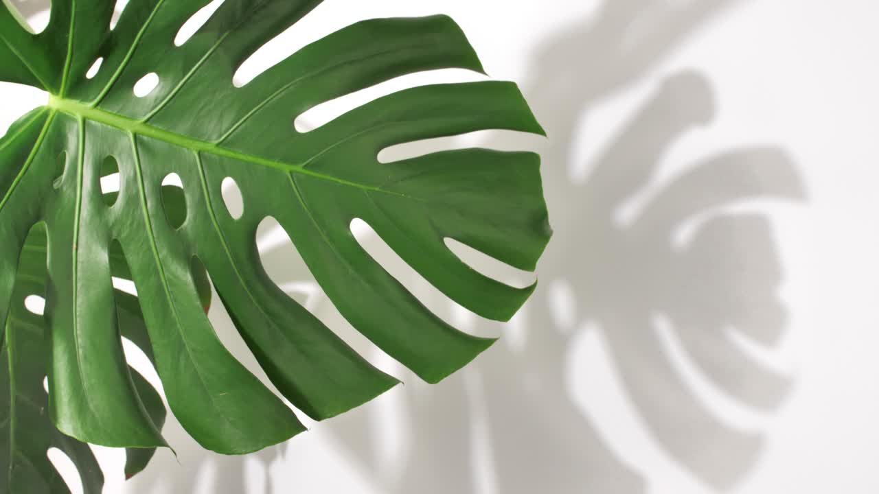 Palma tropicale e Monstera