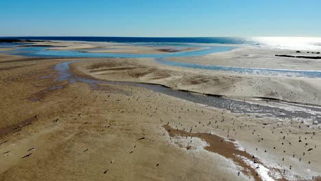 flock of birds fly away in cacela velha beach