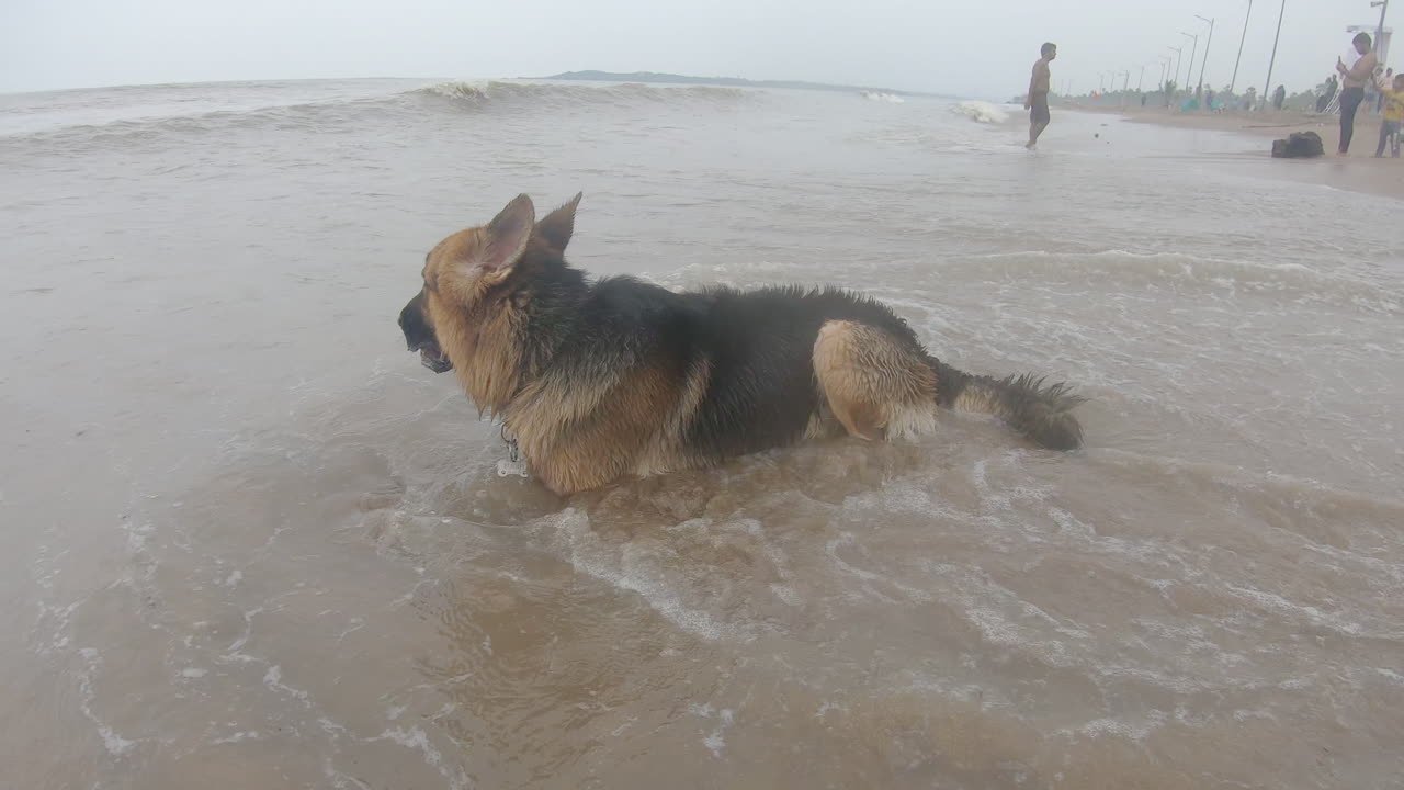 독일 개가 누워서 맞았다