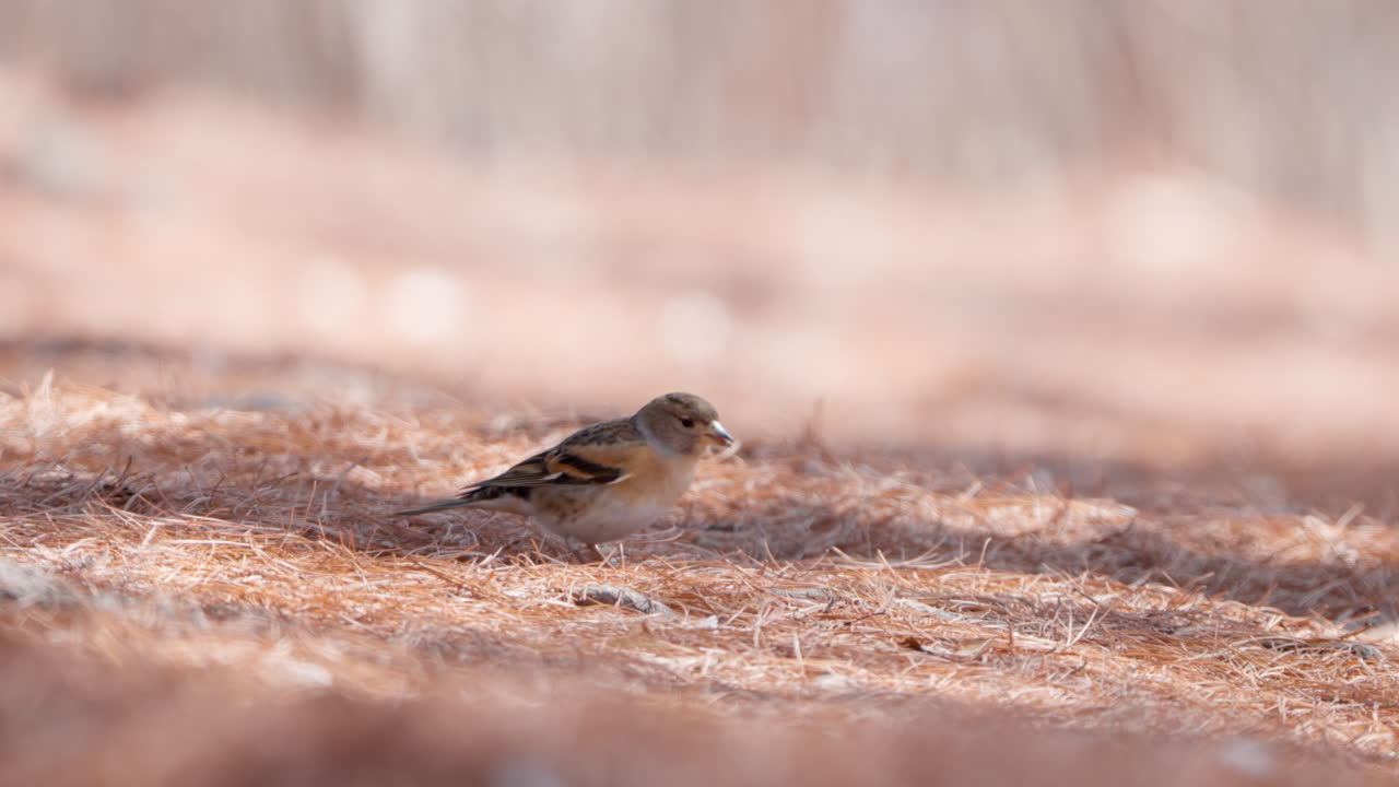 씨 을 찾기 위해 쓰러진 소나무 바늘 에 어리 를 고 있는 새