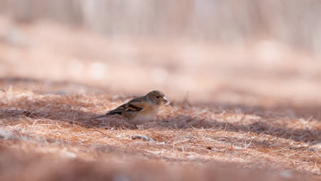 pájaro brambling sacudiendo en agujas de pino caídas en busca de semillas