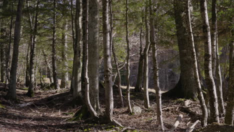 slow pan through the forest, trees in the winter.