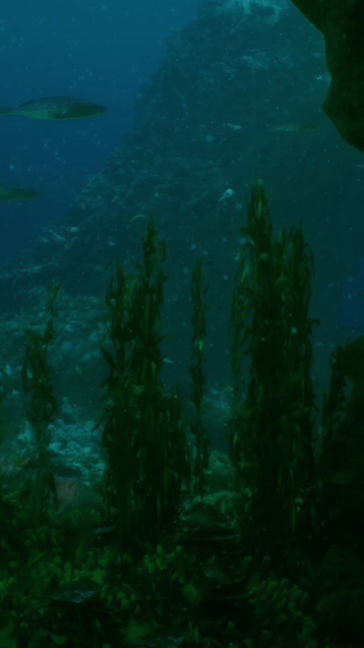 Underwater exploration in a serene marine environment with colorful fish