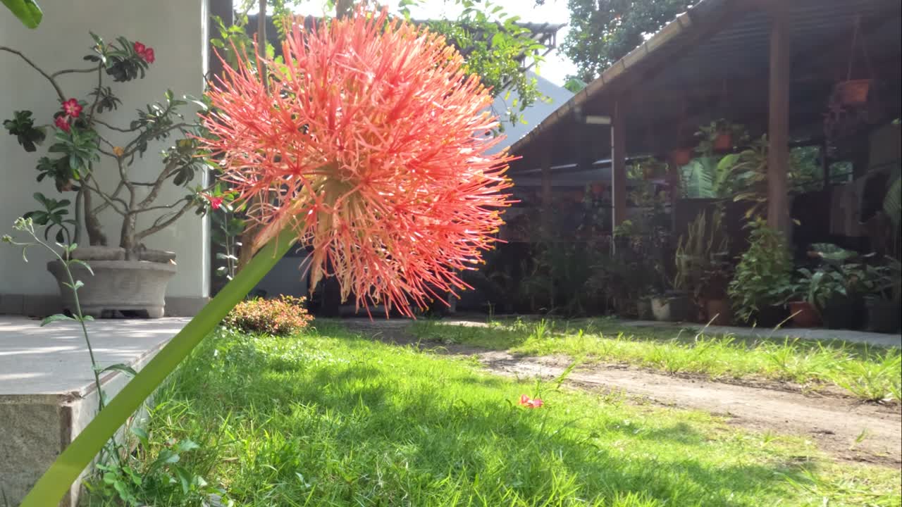 planta de scadoxus con flores, tiene una forma de bola roja, tallos verdes débiles