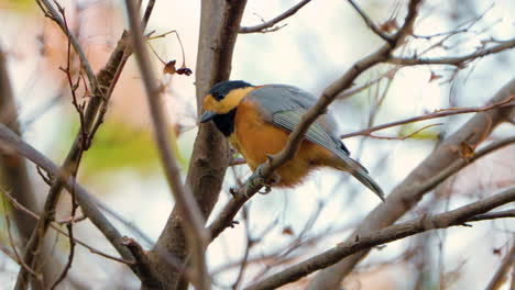 Varied-Tit-Bird-Preen-Feathers-Perched-on-Forest-Tree-Branch---Closeup-slow-motion