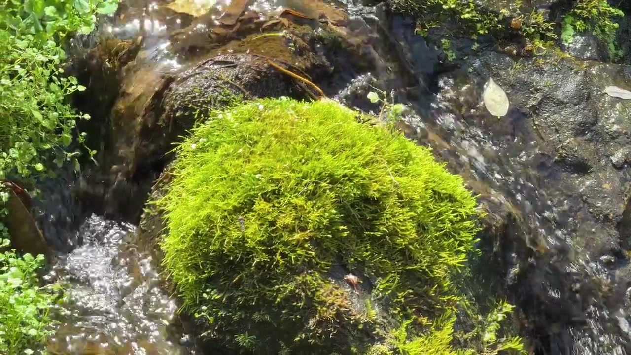 Acqua limpida che scorre su rocce muschiose in un ruscello nel bosco.