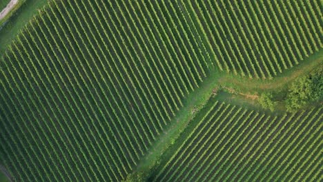 verdant landscape of viniculture in the winery region of portugal