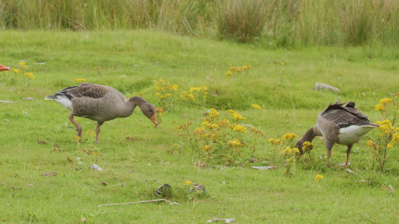 Two wild geese forage among yellow wildflowers in a lush green meadow, daylight scene