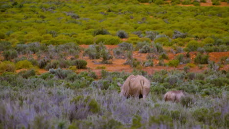 Long-shot-of-White-Rhino-mom-and-cute-calf-walking-through-low-bush,-Africa