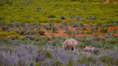 foto larga de la madre del rinoceronte blanco y el lindo becerro caminando por el bosque bajo, áfrica