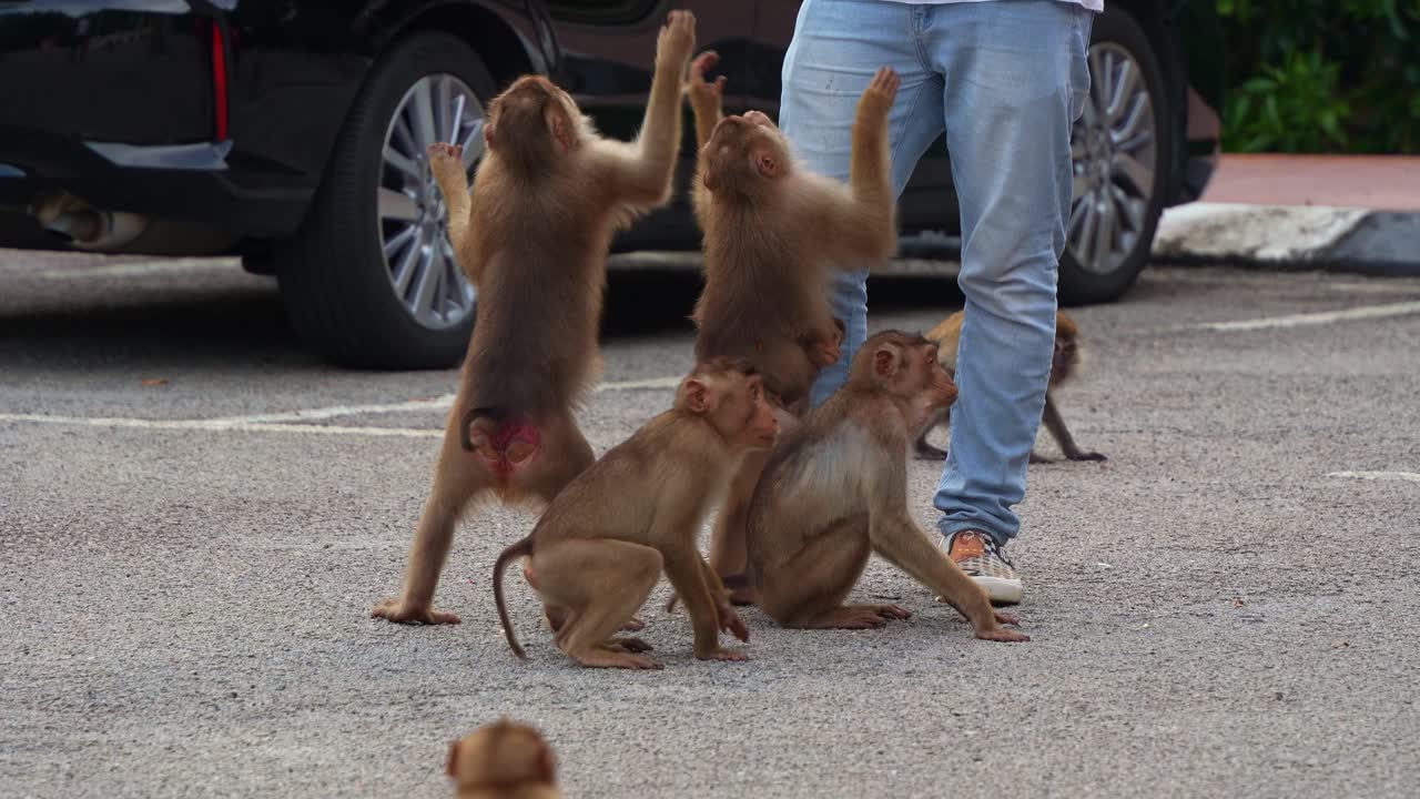 도시 공원의 주차장에서 손에 먹이를 가진 남성에 둘러싸인 남쪽 돼지 리 마카크의 그룹, 근접 촬영
