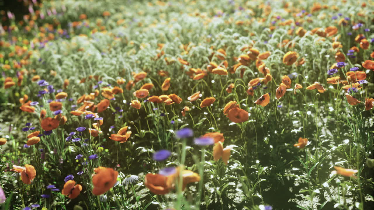 Fiori che sbocciano in un giardino pieno di colori sotto la luce del sole in primavera