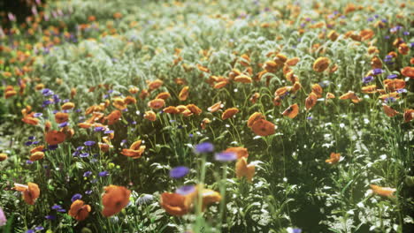 blossoming flowers in a vibrant garden under sunlight during springtime