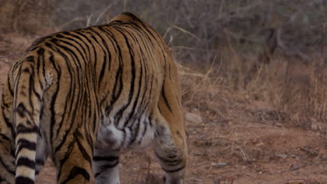 tiger walking through barren area aware from camera - from behind wide shot