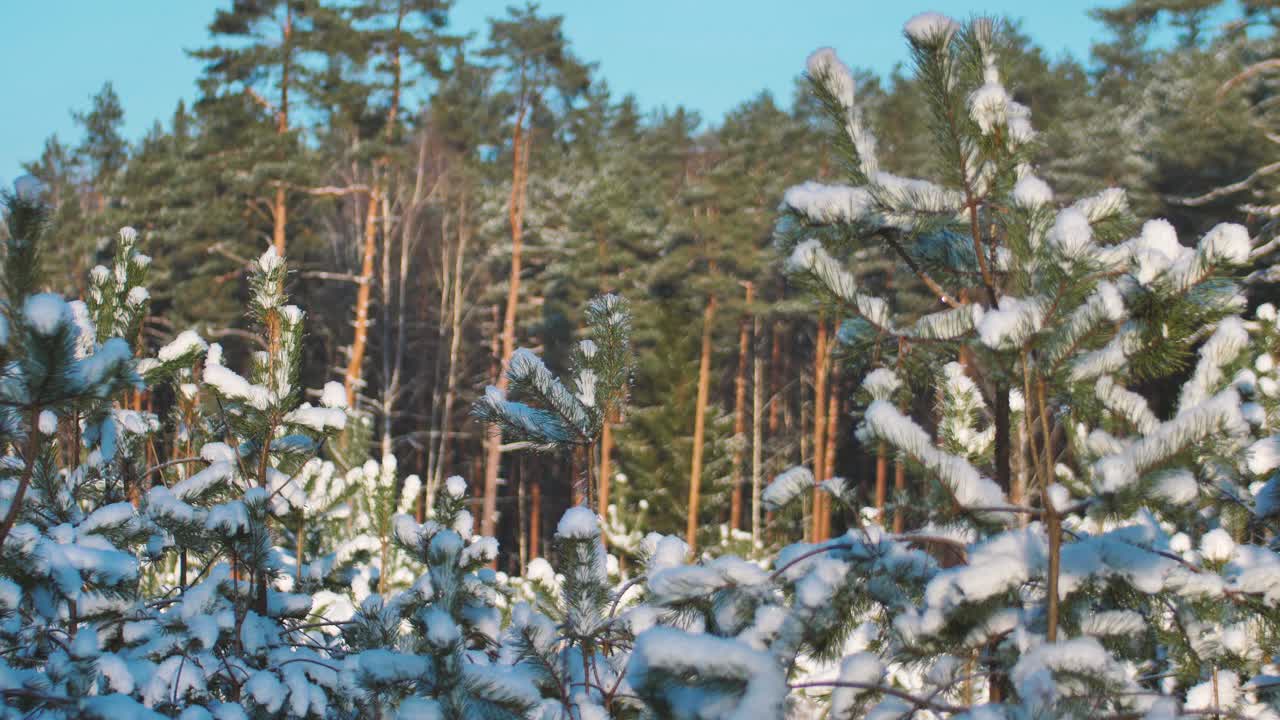 Furuskog om vinteren