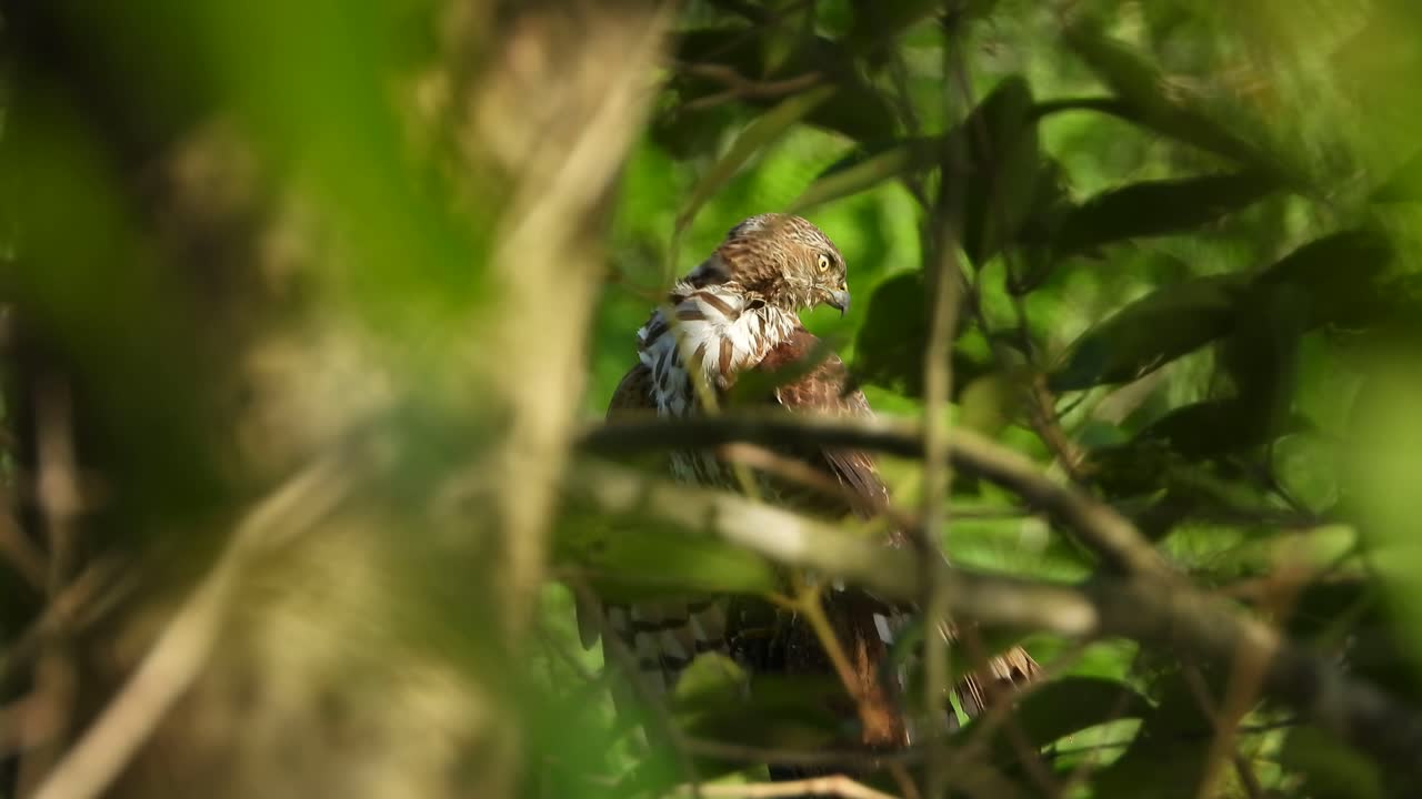 Premium stock video - Hawk in tree video uhd mp4 4k