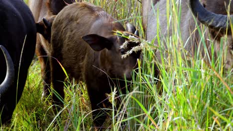 Eine-Reihe-Von-Büffeln-Frisst-Neben-Reihervögeln-Im-Gras