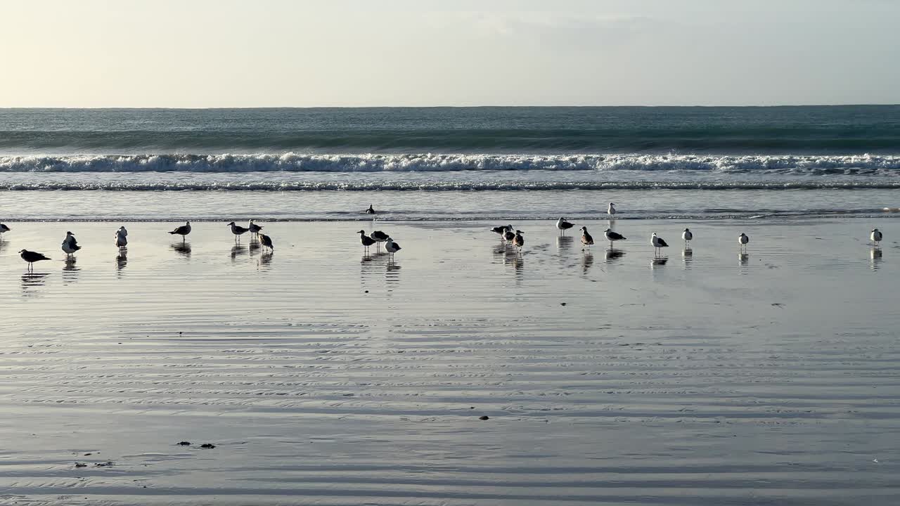 A smooth panning shot along a stunning beach, capturing seagulls basking and soaring under the bright sun