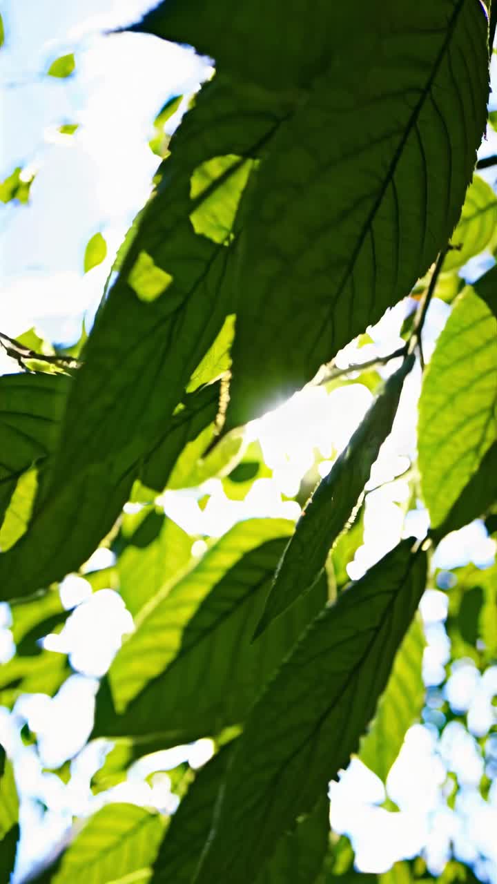 Plano de vídeo aproximado de folhas verdes iluminadas pelo sol em ângulo baixo, capturando os padrões intrincados.