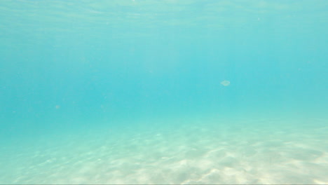 Aguas-Cristalinas-Del-Océano-Atlántico-Con-Peces-Marinos-Nadando-Bajo-El-Agua--Isla-De-Fuerteventura-En-Las-Canarias,-España