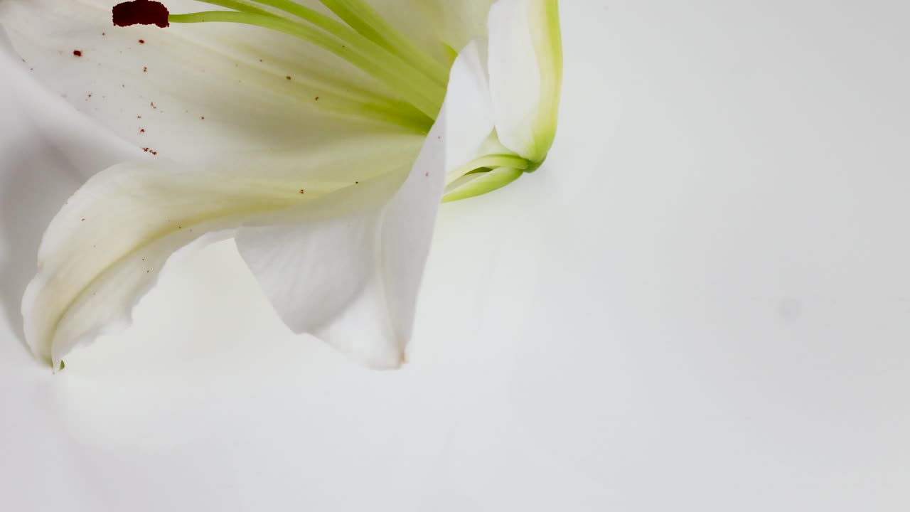 A white lily flower opens gradually, revealing intricate stamen details. Soft lighting enhances the delicate petals and vibrant anthers