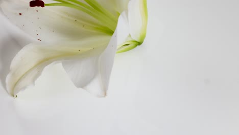 a white lily flower opens gradually, revealing intricate stamen details. soft lighting enhances the delicate petals and vibrant anthers