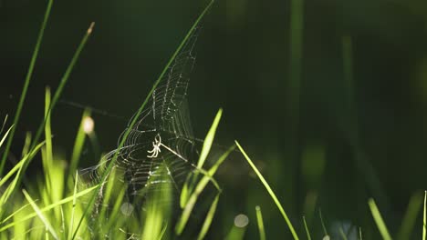 a tiny spider holds to his wispy web in the gust of wind
