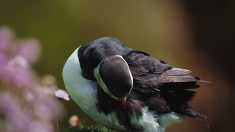 puffin close up riffling feathers with beak, detailed grooming moment, sunny day 03