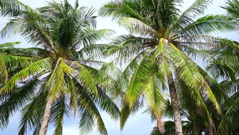 Beautiful coconut palm trees on the beach Phuket Thailand Palms trees frame on blue sky background palms grove on the beach with Blue sky Summer landscape background