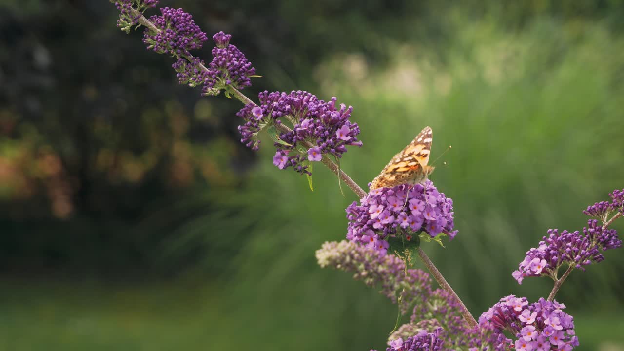 mariposas sentadas en un arbusto de mariposas y bebiendo néctar de las flores