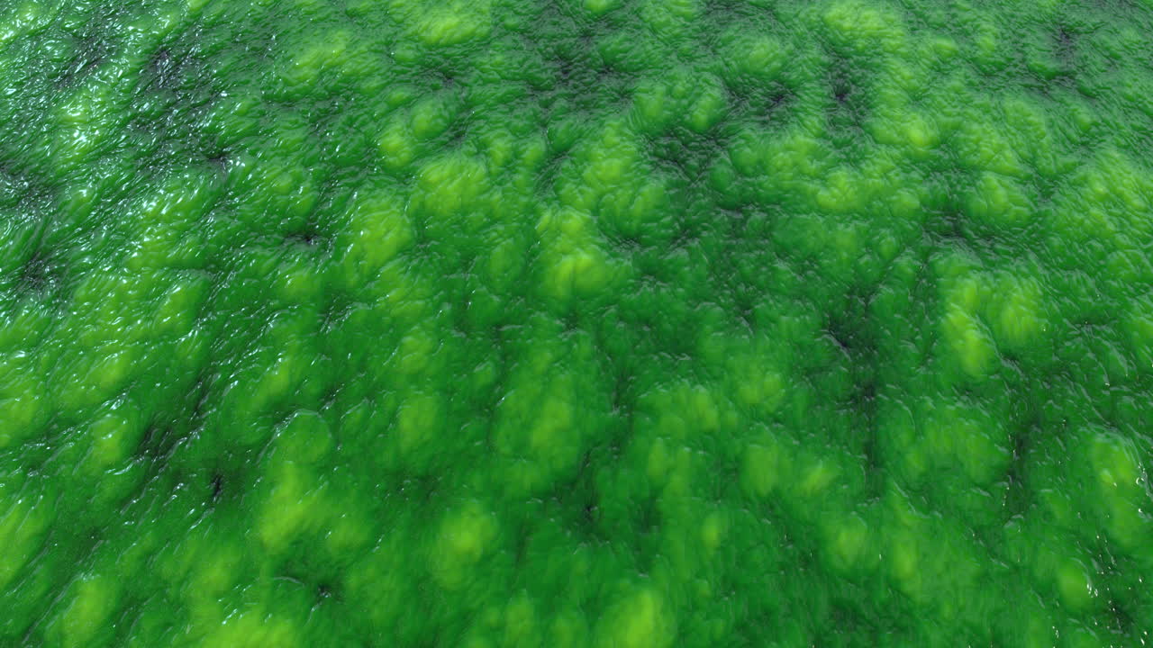 緑藻の花をかせる