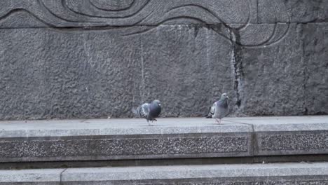 Aterrizaje-De-Palomas-En-El-Pavimento-De-Una-Ciudad-Junto-A-Un-Muro-De-Piedra-Que-Se-Une-A-Otro-Pájaro