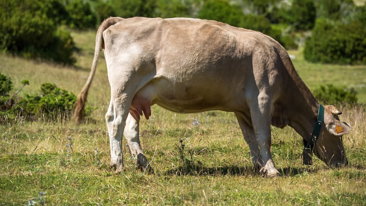 페드라포르카 소 06