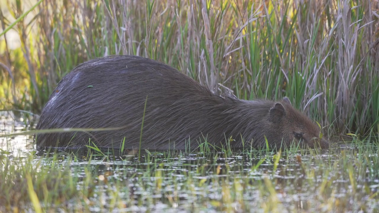 Un singolo capibara si muove lentamente attraverso l'acqua bassa di una zona umida, circondato da erbe alte, nelle zone umide di Iberá in Argentina, utile per temi sulla fauna selvatica, l'ecologia o la natura sudamericana.