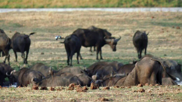 Mandria di bufali del Capo africani che attraversa il fiume Chobe al confine tra Botswana e Namibia, nella Striscia di Caprivi