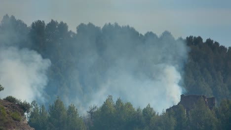 forest fire 00