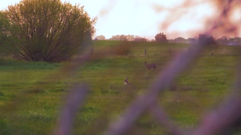 two european roe deer walking and eating on a field in the evening, golden hour, medium shot from a distance trough the bushes