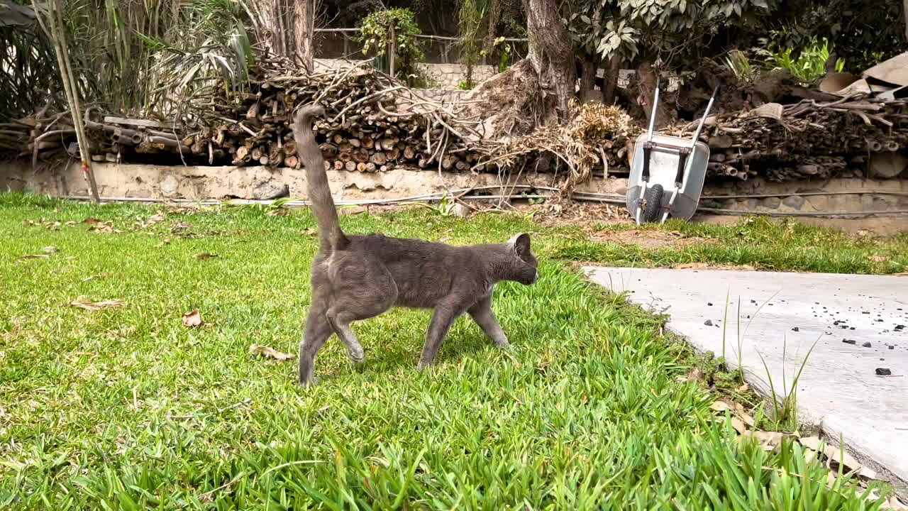 una toma panorámica de un gato de color negro con una gran cola recta caminando sobre la hierba mirando a la cámara