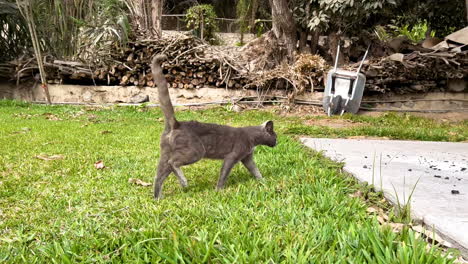 a panning shot of a black colored cat with large straight tail walking on grass looking at camera