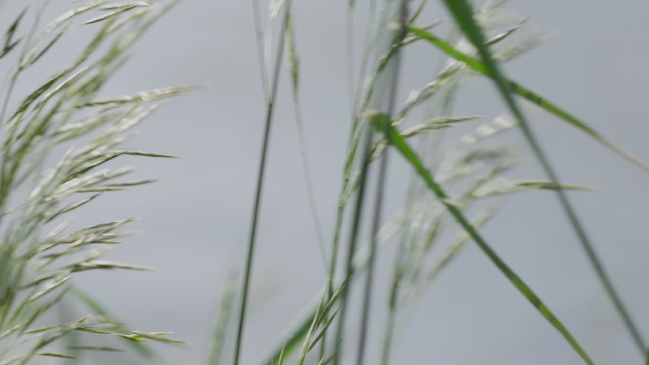 바람이 하늘을 배경으로 긴 풀을 불어