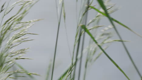 wind blowing long grass against sky background