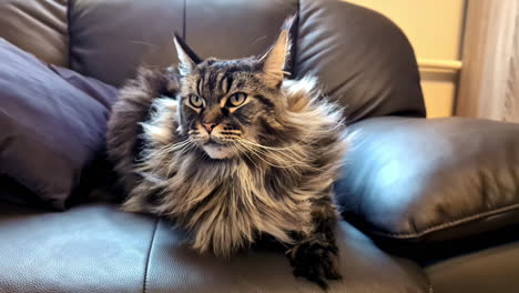 maine coon cat breed feline pet up-close green eyes sitting resting long whiskers