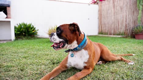 close up view of an adorable boxer dog looking around while standing outdoors in a park