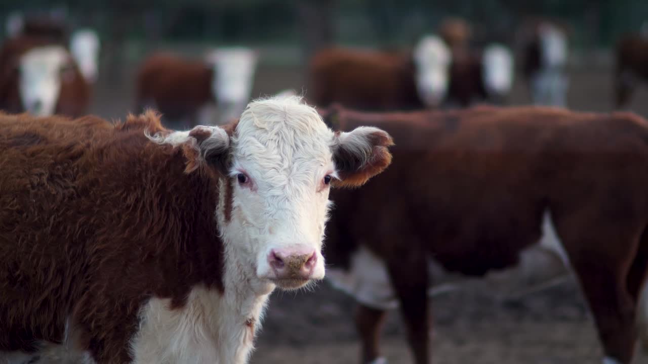 Mandria di bovini in una fattoria con una curiosa mucca marrone e bianca che guarda la fotocamera, bassa profondità di campo