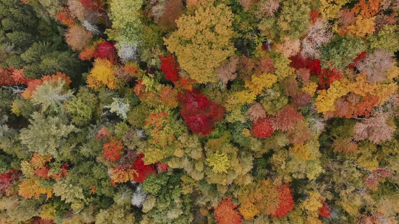 Pemandangan dari atas warna-warni musim gugur yang cerah di hutan lebat - Rekaman drone.