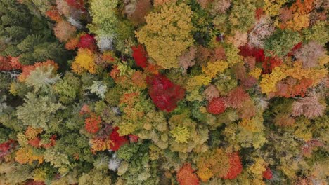 Vista-De-Arriba-Hacia-Abajo-De-Los-Coloridos-Colores-Del-Otoño-En-Bosques-Densos---Disparo-De-Drones