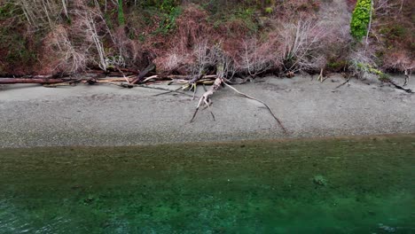 relaxing shot of coastal beach with logs, tree line and clear ocean in gig harbor, washington state