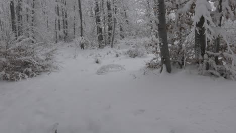 snowy forest. a fresh winter landscape
