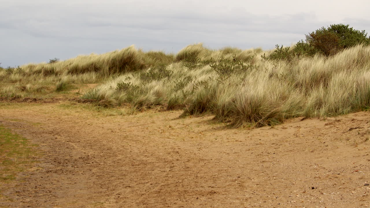 una amplia toma de hierba de marram con un camino frente a las dunas de arena en saltfleet, louth, lincolnshire