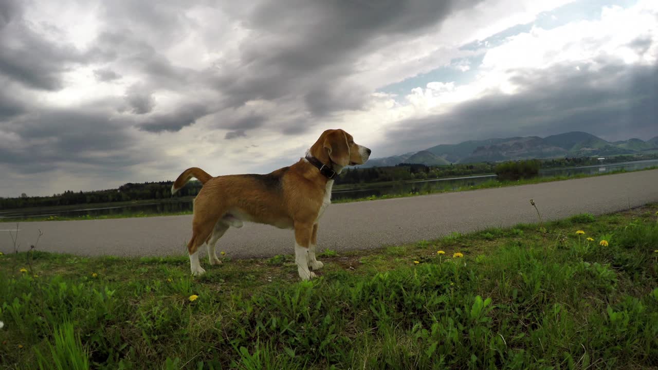 4k imágenes: beagle en el paseo diario en busca de aventuras
